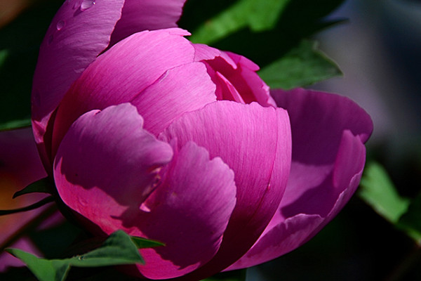 盆栽芍藥注意事項(xiàng)