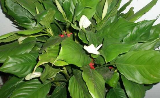 萬年青種類有哪些，八種萬年青種類概述