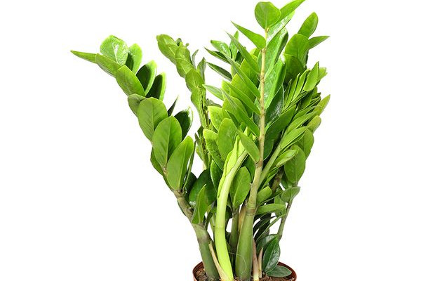 金錢樹葉子發(fā)黃葉桿枯萎怎么回事