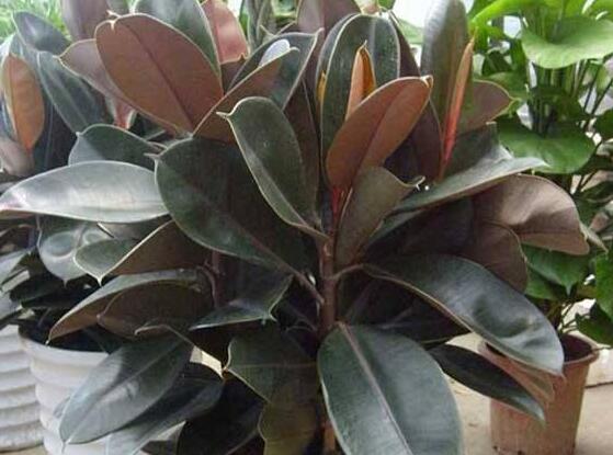 橡皮樹一盆栽幾棵最好，三棵為森八棵為發(fā)（推薦1/3/8/9）