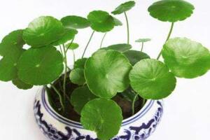 銅錢草有毒嗎，銅錢草可以放在臥室嗎
