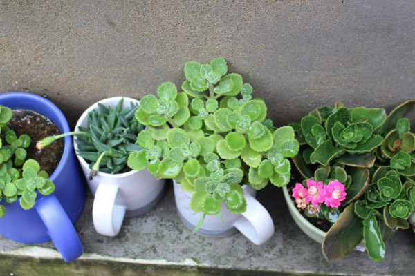 碰碰香怎么過冬，入室保溫并加強(qiáng)光照