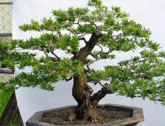 羅漢松盆景怎么摘心，修剪頂部的生長點(樹梢枝為10厘米最佳)