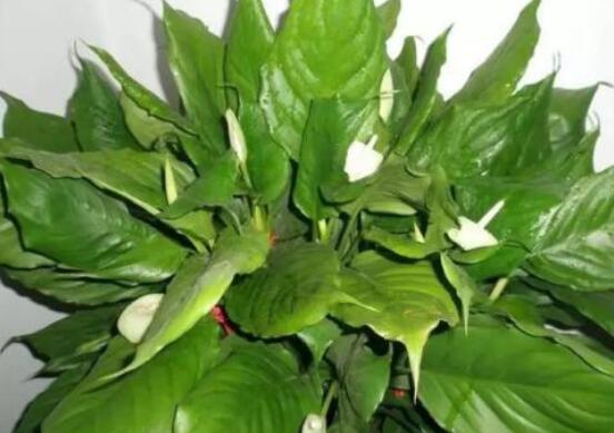 萬年青開花代表什么，富貴吉祥,健康長壽