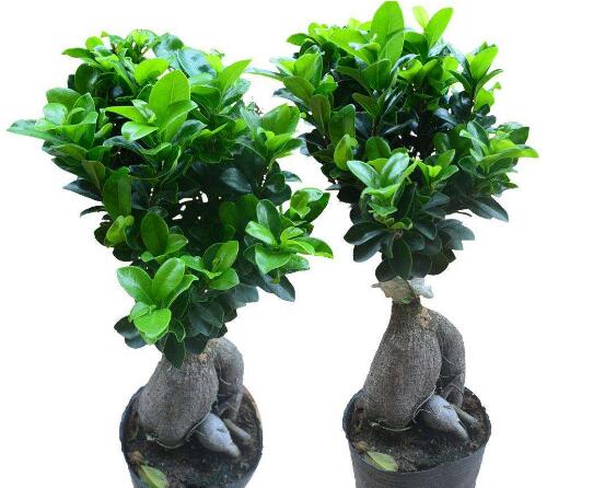 榕樹怎么養(yǎng)，榕樹養(yǎng)殖方法和注意事項(xiàng)