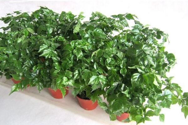 小幸福樹室內(nèi)養(yǎng)殖方法，必須要掌握的5大要點(diǎn)