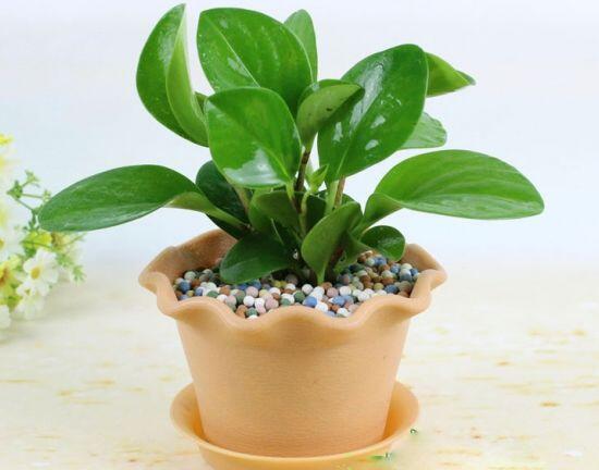 碧玉葉子發(fā)黃怎么辦，教你五步讓它重新恢復(fù)生機(jī)