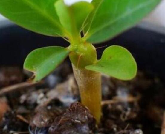 虎刺梅怎么扦插，擇10厘米健壯枝條/做好消毒處理