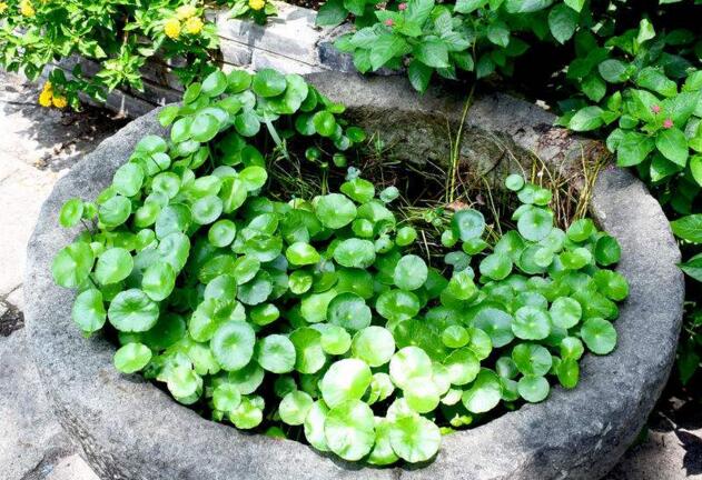 銅錢草怎么吃，這樣做不光好吃還能治病