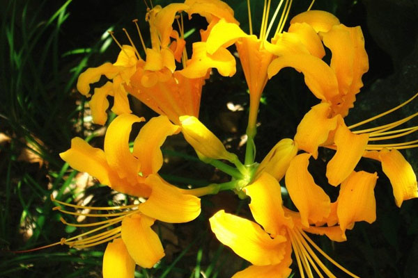 彼岸花的養(yǎng)殖方法和注意事項(xiàng)