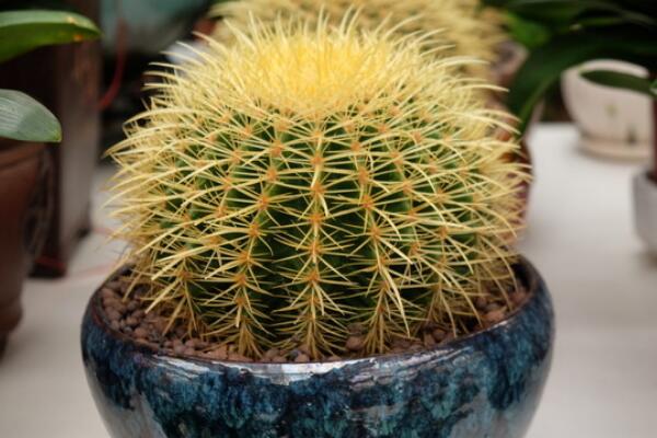 仙人球澆水方法，不同的季節(jié)植株對水分的需求不同