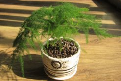 文竹黃葉怎么辦，找到黃葉原因及時(shí)進(jìn)行處理