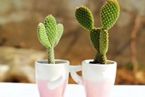 仙人掌防輻射嗎，原來流言都是騙人的