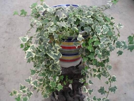 常春藤葉子發(fā)黃的原因有三，讓它重新恢復(fù)生機(jī)