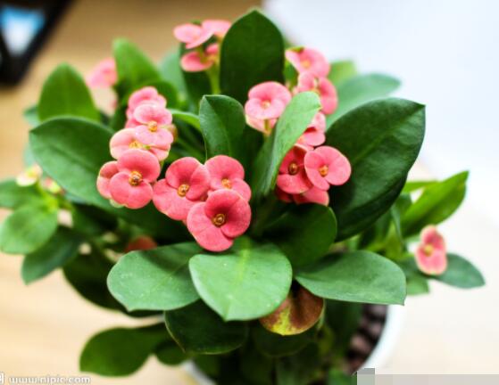 虎刺梅黃葉怎么辦，多半是施肥和修剪不當(dāng)引起的