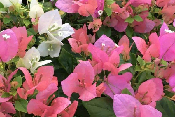 怎樣判斷三角梅死沒(méi)