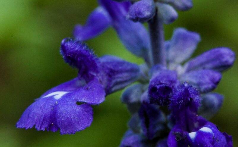 藍(lán)色薰衣草花語(yǔ)，一對(duì)戀人之間的心心相印