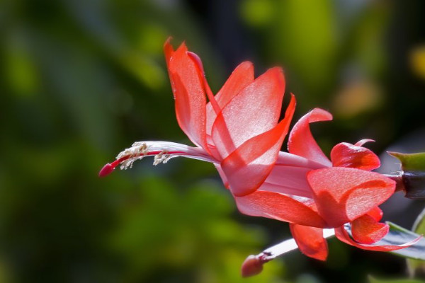 葉仙嫁接蟹爪蘭的養(yǎng)殖方法和注意事項(xiàng)