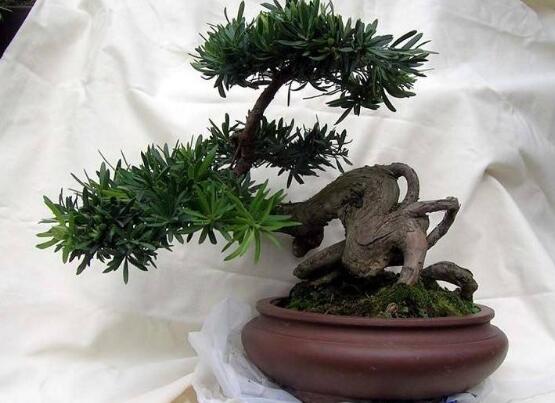 羅漢松果的功效與作用，羅漢松果的五大作用