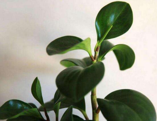 碧玉花怎么修剪，五個基本步驟修剪更加美觀