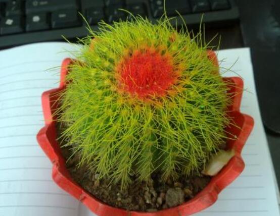 仙人球的作用與功效，美化環(huán)境、凈化空氣