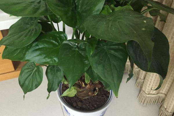 滴水觀音常見(jiàn)病狀