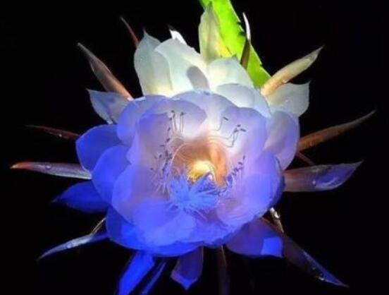 曇花怎么澆水，不同季節(jié)不同澆水量(見干見濕)