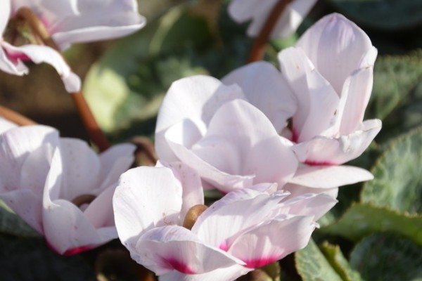 仙客來冬季的養(yǎng)殖方法和注意事項(xiàng)