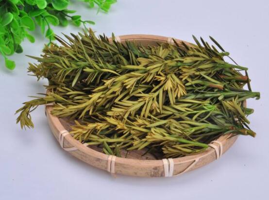 紅豆杉泡水喝的功效，防癌抗癌、增強免疫力、消炎抑菌