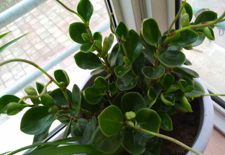 碧玉花的功效與作用，凈化空氣美化居室