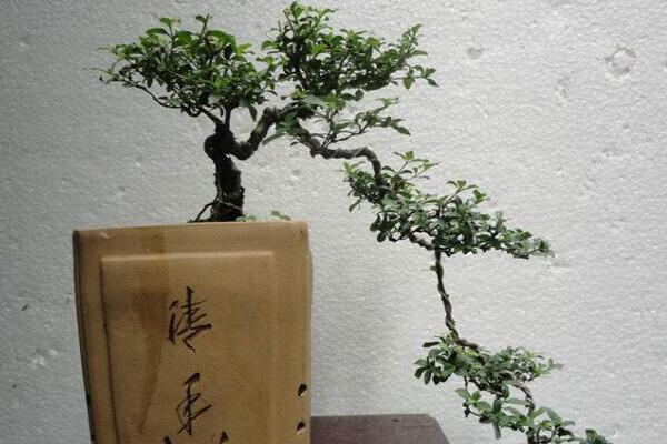 六月雪用什么盆好，青釉最好、紫砂備選