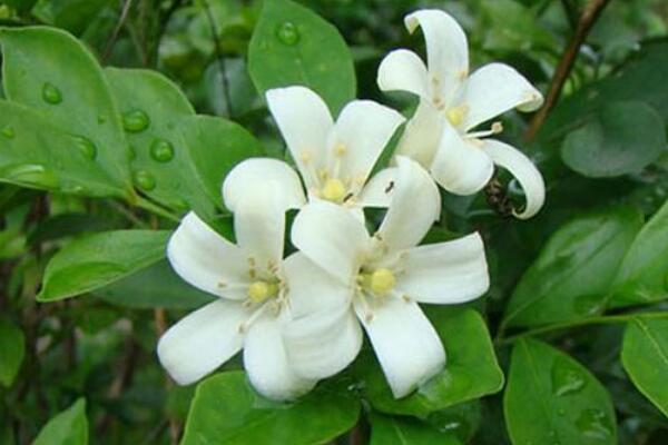 新買(mǎi)的九里香怎樣上盆