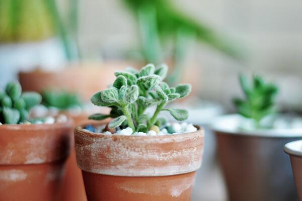 碰碰香種子種植方法，種植詳細步驟以及種植注意事項