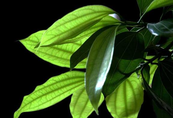 平安樹怎么修剪才茂盛，3種修剪方法