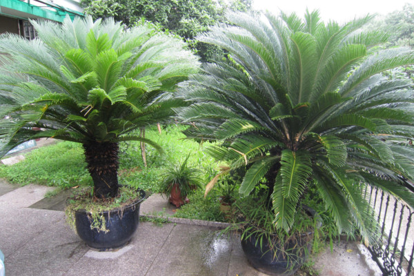 鐵樹施什么肥最好，施一些稀薄的復(fù)合液肥即可