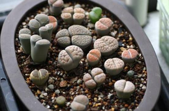 生石花家庭養(yǎng)護(hù)，老農(nóng)總結(jié)最實(shí)用五大要點(diǎn)