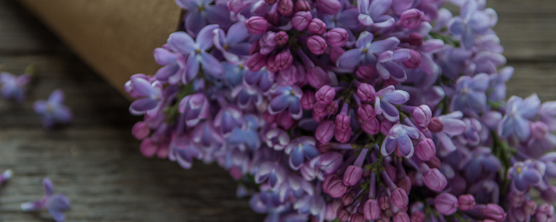 紫羅蘭不開(kāi)花怎么回事