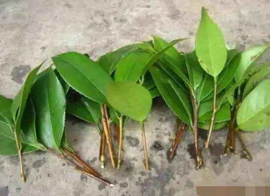 橡皮樹扦插，教你六大基本步驟快速生根發(fā)芽(30天)