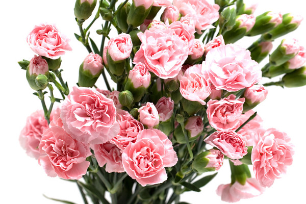 康乃馨花期多長(zhǎng)時(shí)間