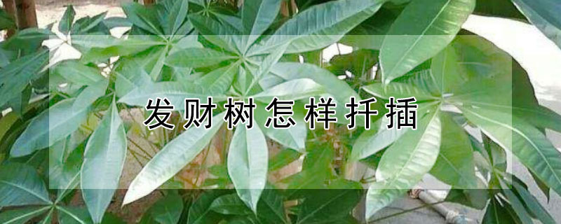 發(fā)財樹怎樣扦插
