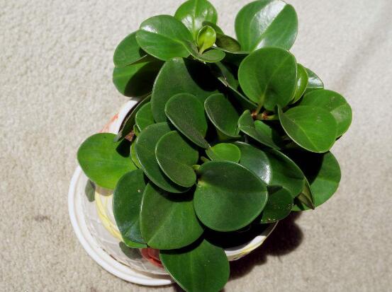 碧玉花葉子發(fā)黑怎么辦，四種原因以及解決辦法