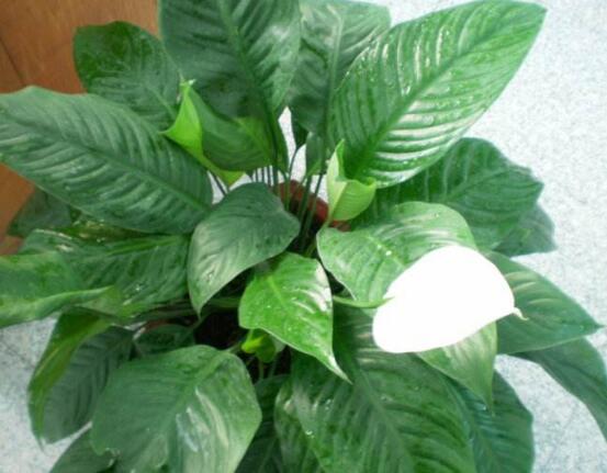 一帆風(fēng)順能澆淘米水嗎，做好這三點(diǎn)使盆土更加肥沃(能澆)