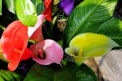 彩色馬蹄蓮怎么養(yǎng)，掌握以下要點(diǎn)新手也能養(yǎng)好馬蹄蓮