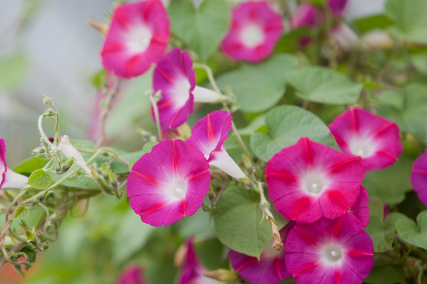 牽牛花的養(yǎng)殖方法和注意事項
