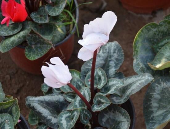 仙客來休眠多長時間，不同環(huán)境不同休眠期(夏季)