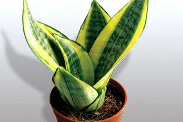 虎皮蘭夏天怎么養(yǎng)護(hù)