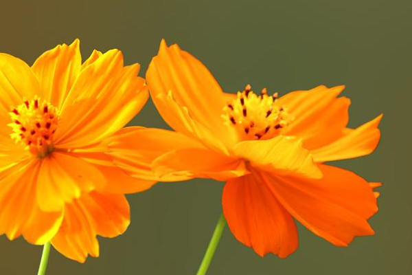 硫華菊花語(yǔ)