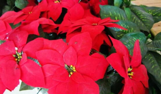 一品紅冬季怎么養(yǎng)，做好五個要點便可安然過冬