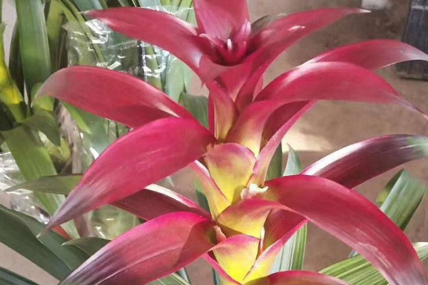 鴻運(yùn)當(dāng)頭春季秋季施什么肥