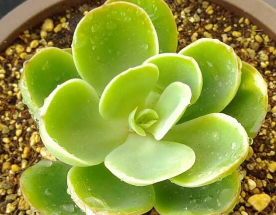 寶石花怎樣養(yǎng)才能長得快，做好四個要點(diǎn)生長的青翠欲滴